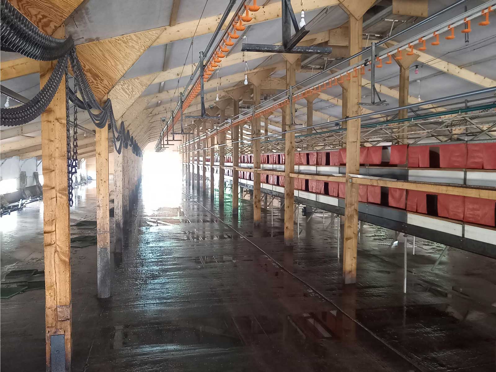 Professional poultry farm cleaning IPS Poultry